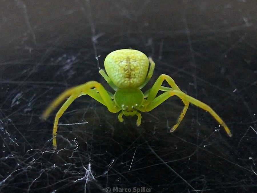 Ebrechtella tricuspidata - Vicenza (VI)